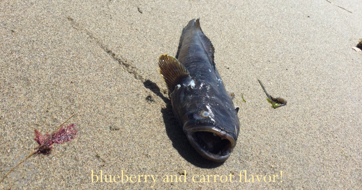 Blueberry and Carrot